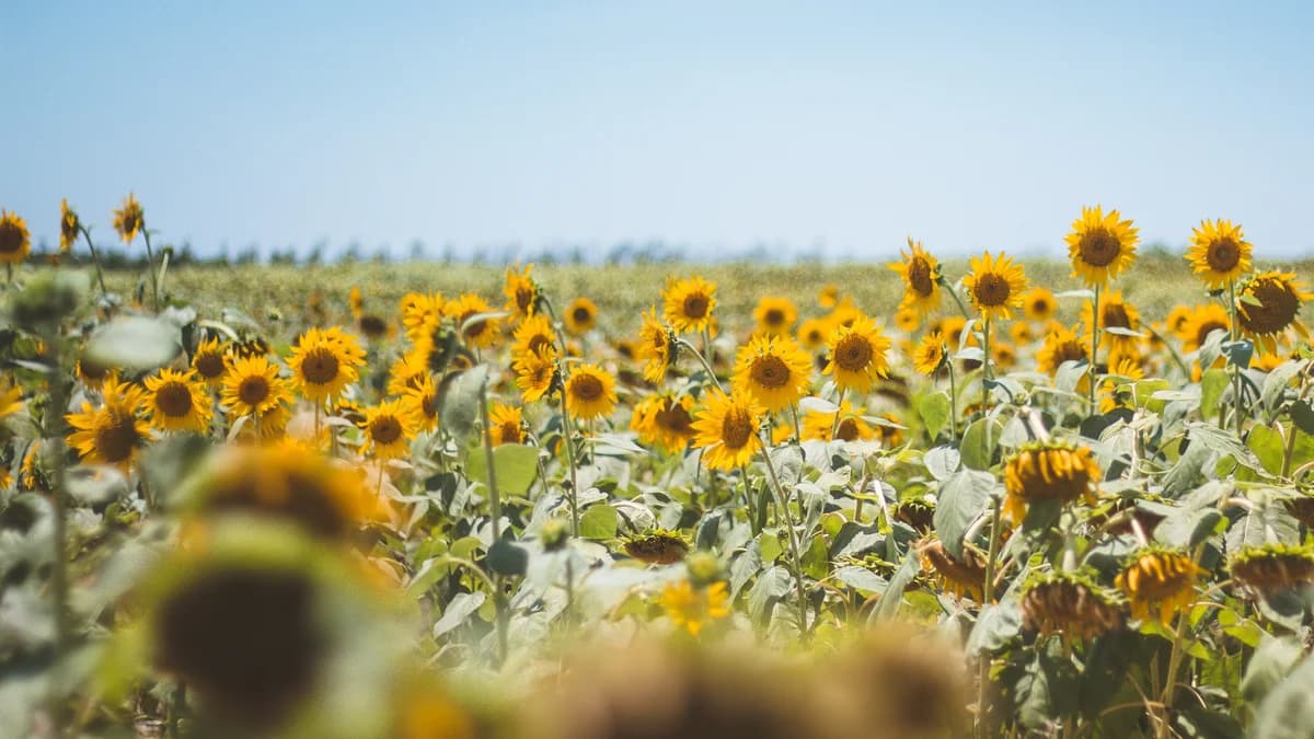 A field of sunflowers